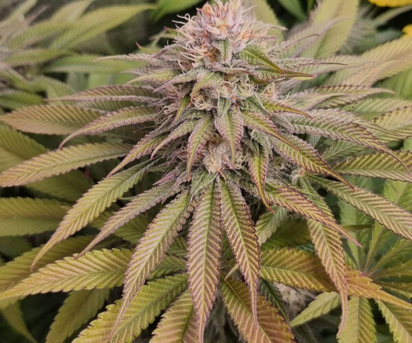 monkey genetics blue haze bud shot