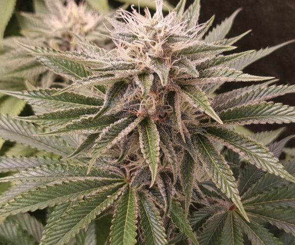 Funky Monkey Sour