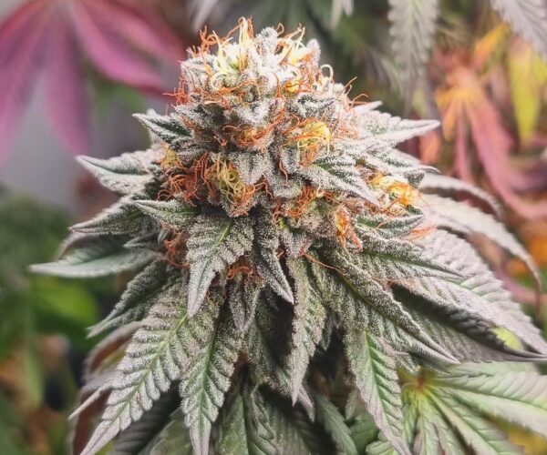 G13 x Dawg Haze