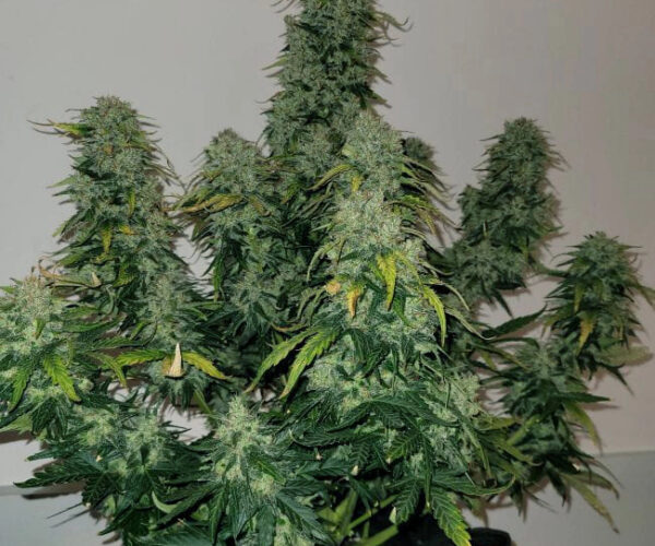 Sherbet Auto Blast