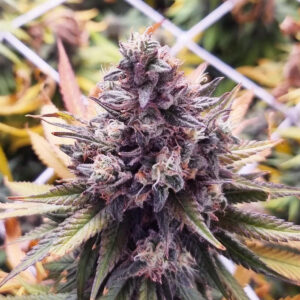 Banana Punch - 3 seeds
