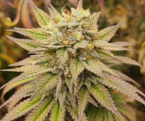 Monkey Haze