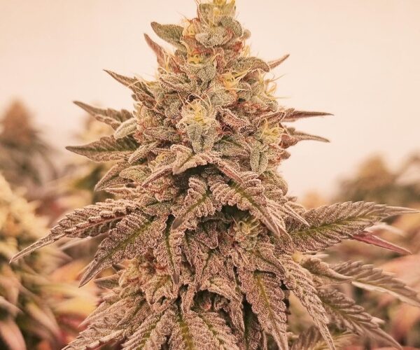 orangu tangie bud shot-1 Orangu Tangie cannabis seeds
