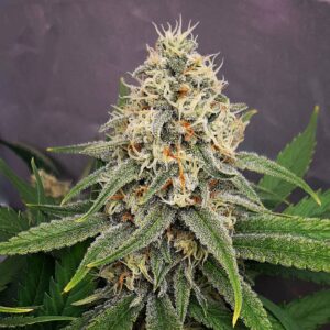Lemon Skunk - 25 seeds