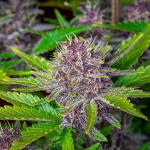 Purple Punch Auto - 5 seeds