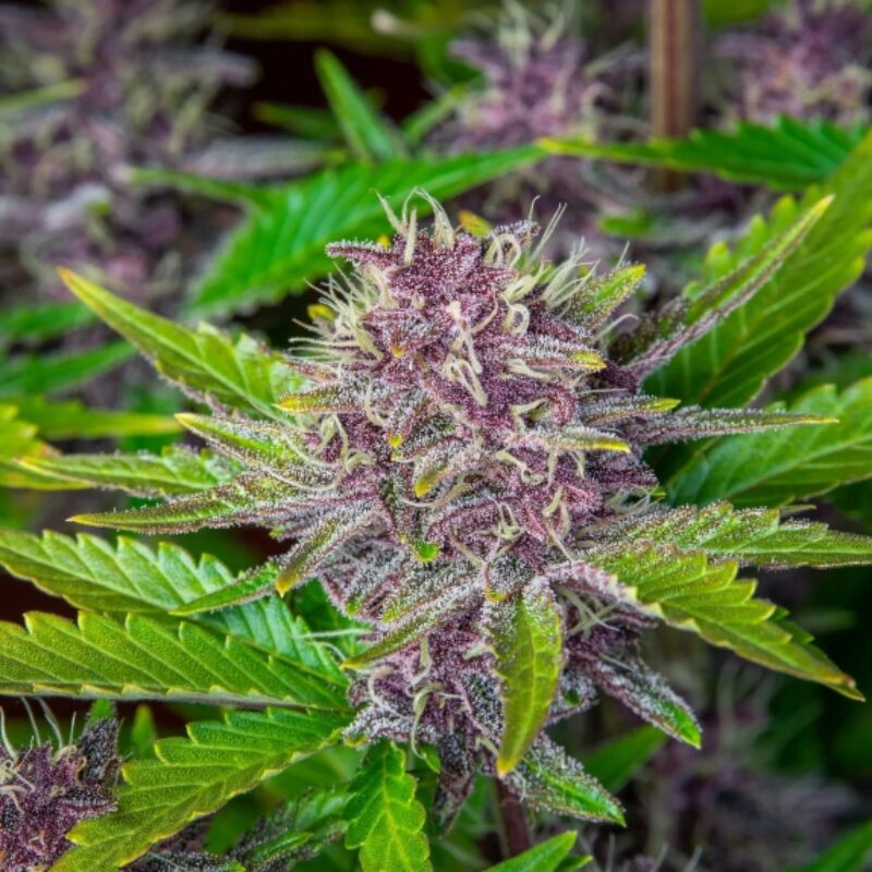 Purple Punch Auto