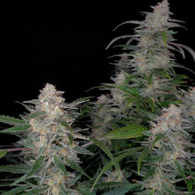 biscotti-auto-1-monkey-genetics1