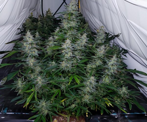 biscotti-auto-monkey-genetics1 biscotti-auto-monkey-genetics1