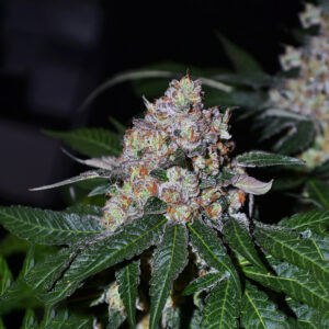 Frosty Acai Mintz - 1 seed