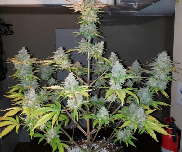 gorilla-zkittlez-auto-monkey-genetics1 Gorilla Zkittlez Auto