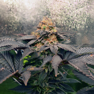 Grand Daddy Purpz - 1 seed