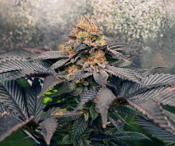 Grand Daddy Purpz
