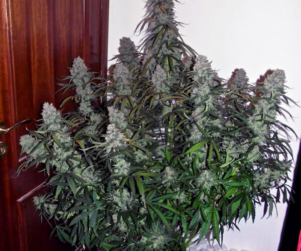 mimosa-auto-1000 Mimosa Auto