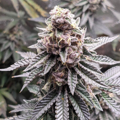 Tropicana Cookies