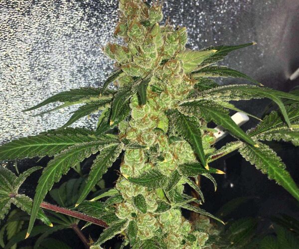 amnesia-og-g13-haze-monkey-genetics-1000c