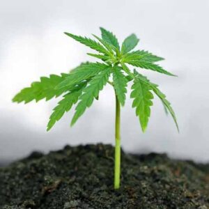 Free Promo Seed