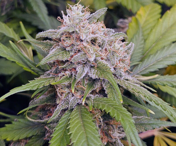 Amnesia Dulce 33 Amnesia Dulce 33