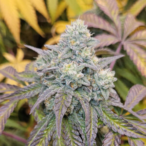 Gorilla Frittlez - 3 seeds