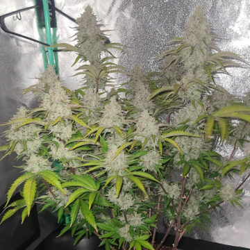 velvet-candy-widow-auto1