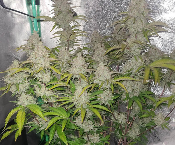 Velvet Candy Widow Auto Velvet Candy Widow Auto