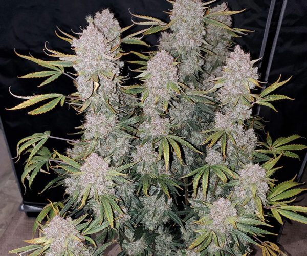 zupreme lime auto zupreme lime auto