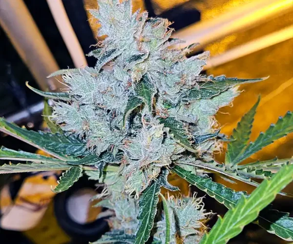 zupreme lime monkey genetics bud shot zupreme lime monkey genetics bud shot