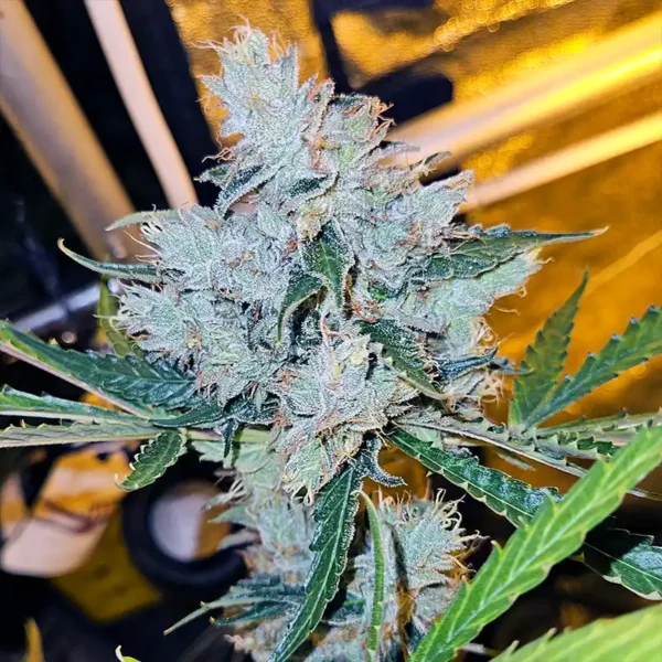 Zupreme Lime