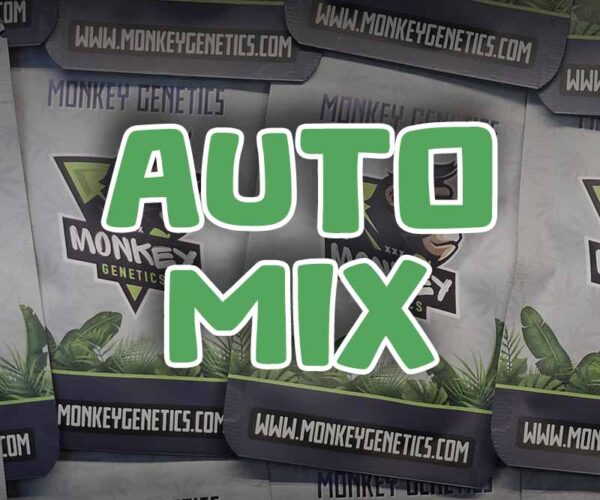 autoflower mix cannabis seeds monkey genetics autoflower mix cannabis seeds monkey genetics