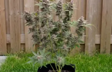 Pomelo-sunrise-auto