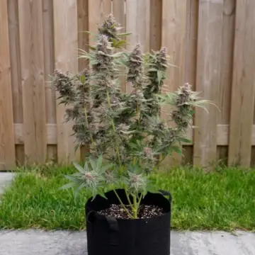 Pomelo-sunrise-auto
