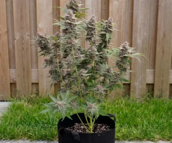 Pomelo-sunrise-auto Pomelo-sunrise-auto