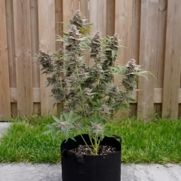 Pomelo Sunrise Auto