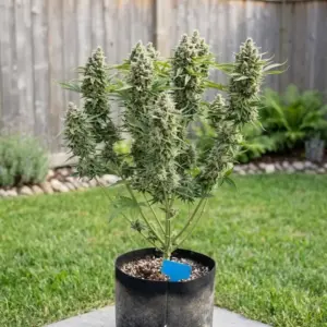 Auto Chromex - 5 seeds