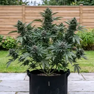 Blackberry Gas Auto - 5 seeds