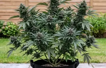 Blackberry Gas Caviar Auto