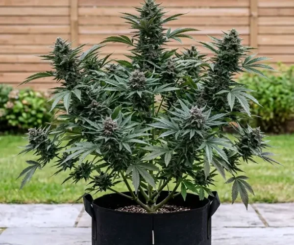 Blackberry Gas Caviar Auto Blackberry Gas Caviar Auto