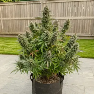 Tropicana Cookies Auto - 5 seeds
