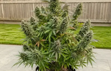 Tropicana Cookies Auto
