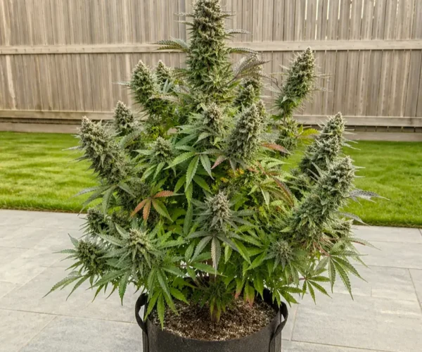 Tropicana Cookies Auto Tropicana Cookies Auto