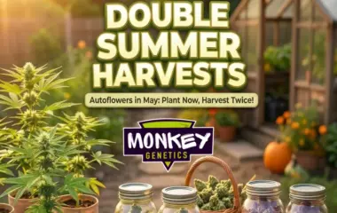 double summer harvests1