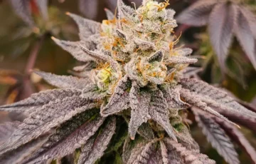 Blackberry Gas Caviar