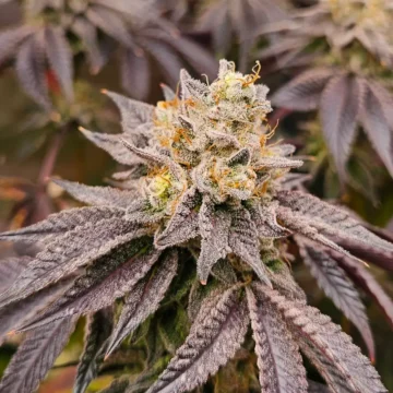 Blackberry Gas Caviar Blackberry Gas Caviar