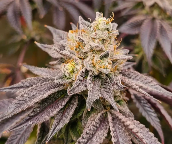 Blackberry Gas Caviar