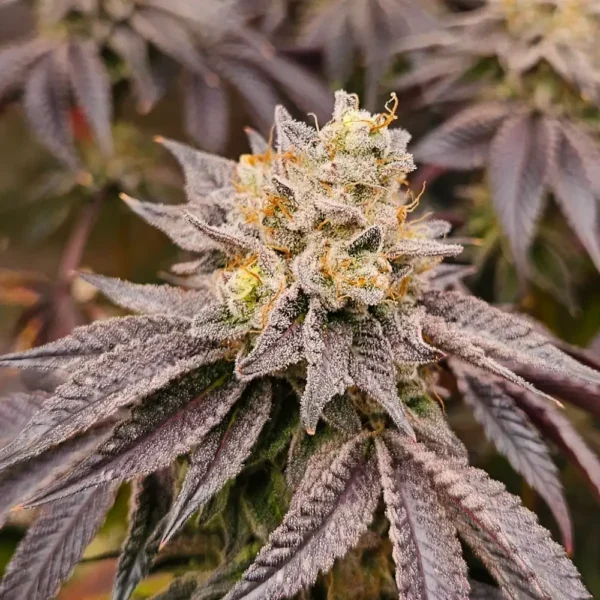 Blackberry Gas Caviar Blackberry Gas