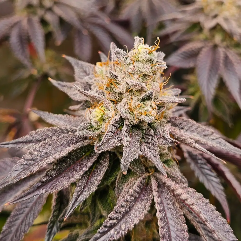 Blackberry Gas