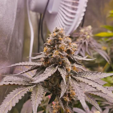 Mangolato Monkey_genetics Mangolato